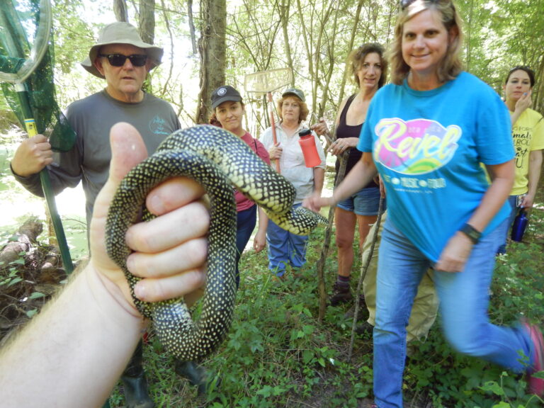 A speckled kingsnake shown to a group on a guided field walk.