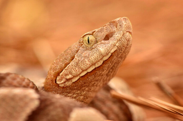 An eastern copperhead.